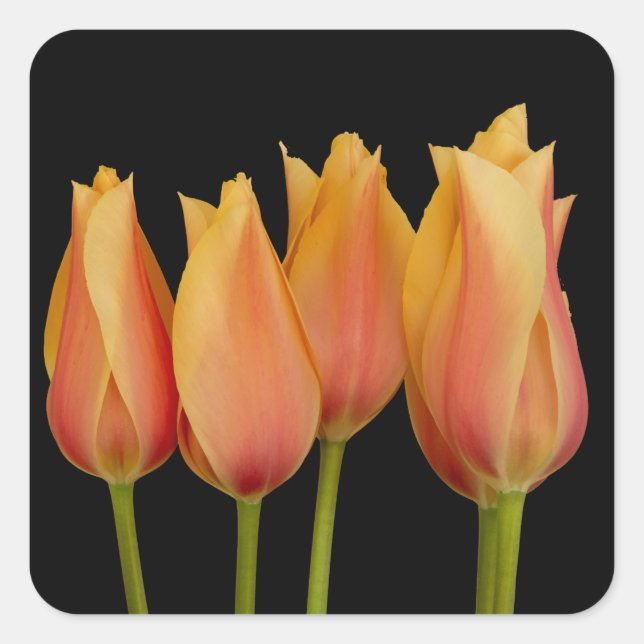 Orange Tulips Floral Stickers (Front)
