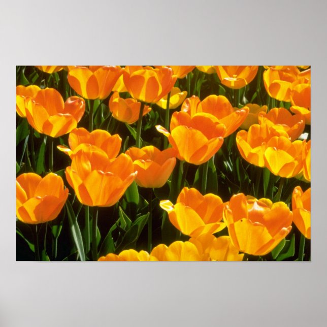 Orange Tulips flowers Poster (Front)
