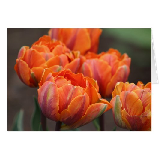Orange Tulips greeting card. Cards (Front Horizontal)