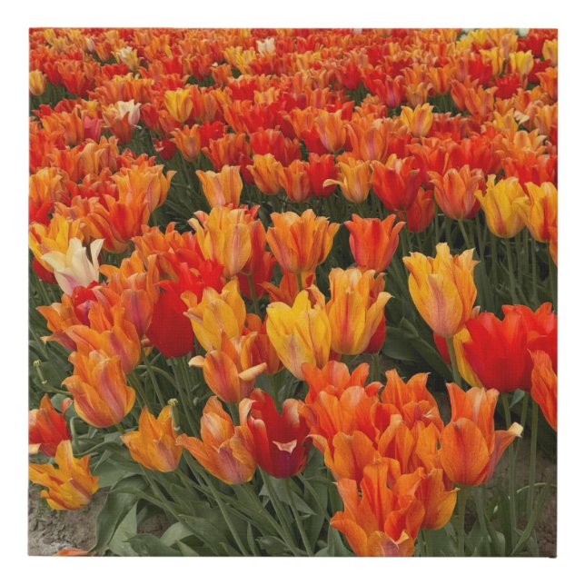 Orange Tulips in the Field, Woodburn, OR Faux Canvas Print (Front)