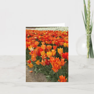 Orange Tulips in the Field, Woodburn, OR Thank You Card