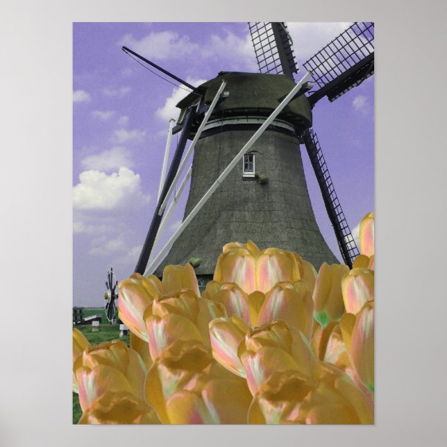 Orange Tulips Mill Holland Poster Art (Front)