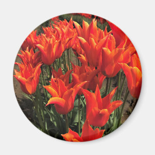 Orange Tulips, Oregon Magnet