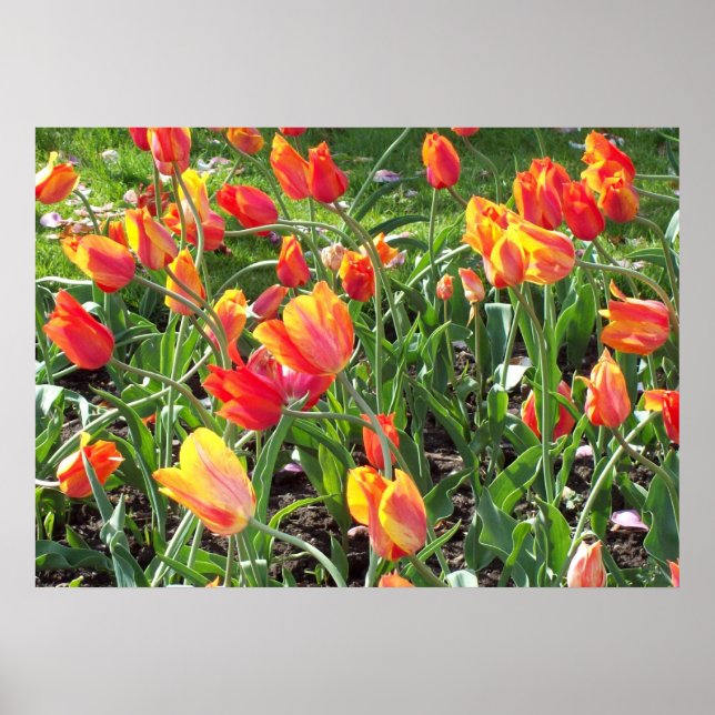 Orange Tulips Poster (Front)