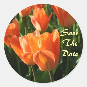 Orange Tulips Save The Date Wedding Sticker by theedgeweddings at Zazzle