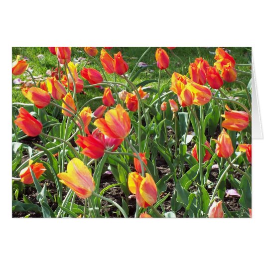 Orange Tulips stationery Cards (Front Horizontal)
