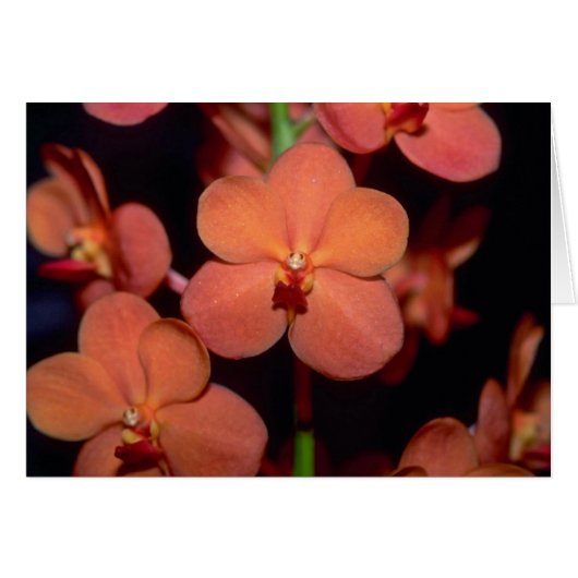Orange Vanda flowers Cards (Front Horizontal)