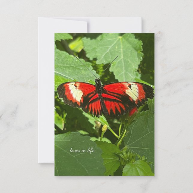 Orange & White Butterfly Note Card (Front)