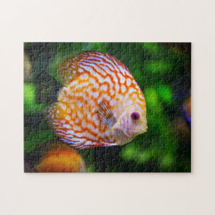 Orange White Discus Fish Aquarium Photo Jigsaw Puzzle