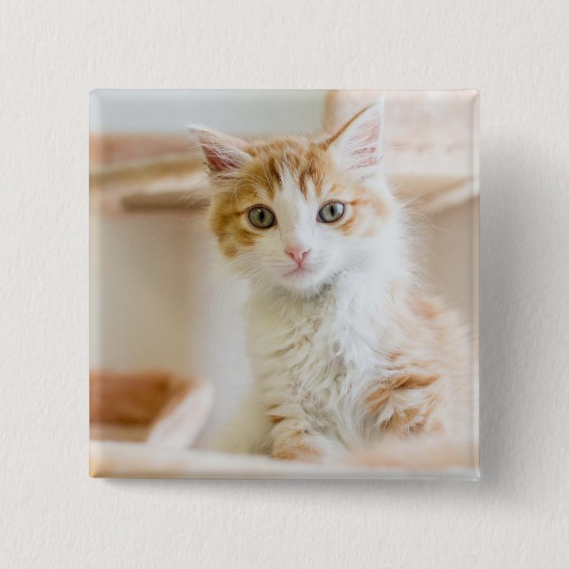 Orange & White Kitten Button (Front)