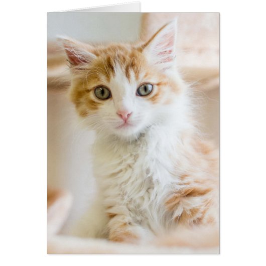 Orange & White Kitten Cards (Front)