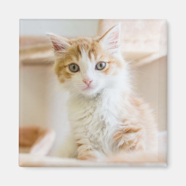 Orange & White Kitten Magnet (Front)
