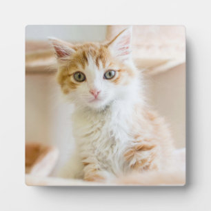 Orange & White Kitten Plaque
