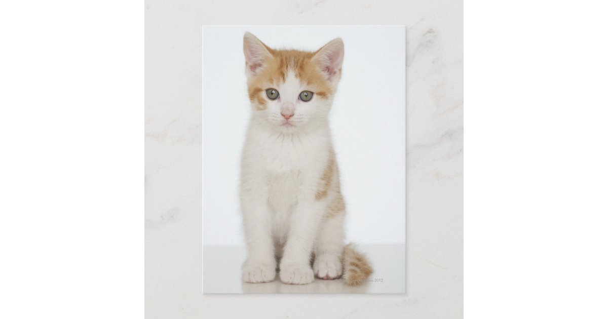 fluffy orange and white kitten