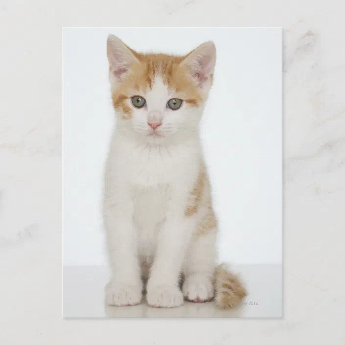 Orange White Kitten Postcard Zazzle Com