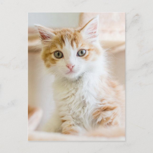 Orange & White Kitten Postcard (Front)