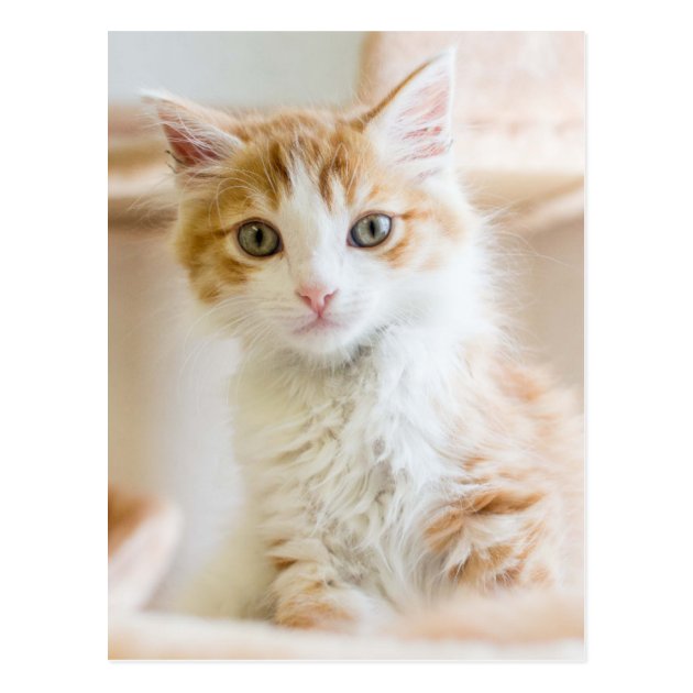 fluffy orange and white kitten