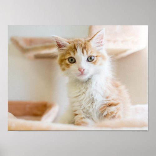 Orange  White Kitten Poster