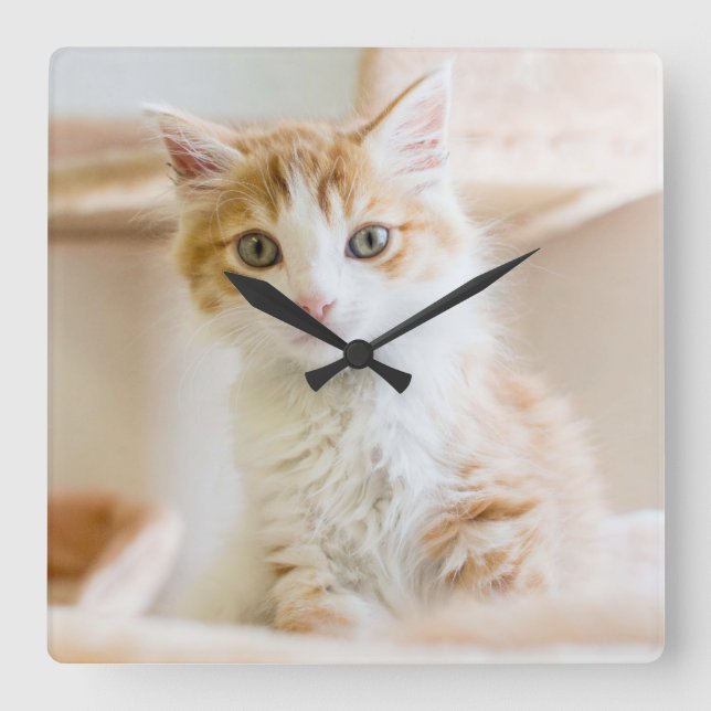 Orange & White Kitten Square Wall Clock (Front)
