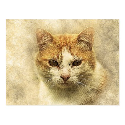 Orange &amp; White Kitty | Abstract | Watercolor Postcard