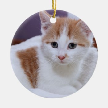 Orange & White Tabby Kitten Ornament by JLBIMAGES at Zazzle