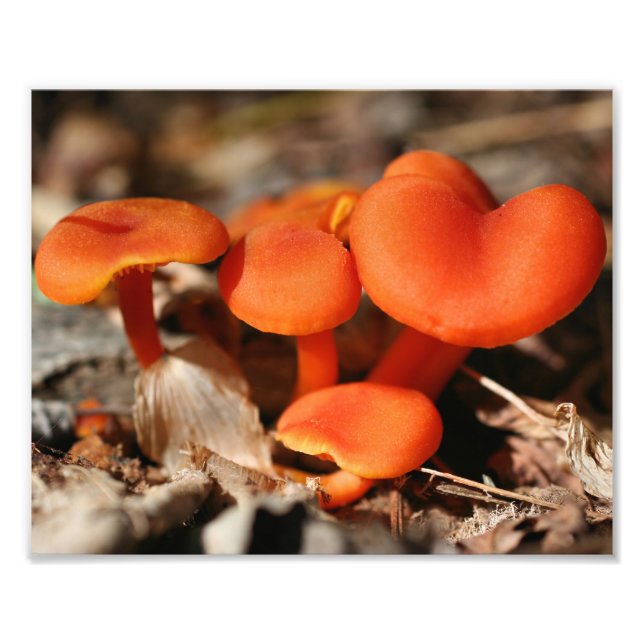 Orange Wild Mushrooms 10x8 Nature  Photo Print (Front)