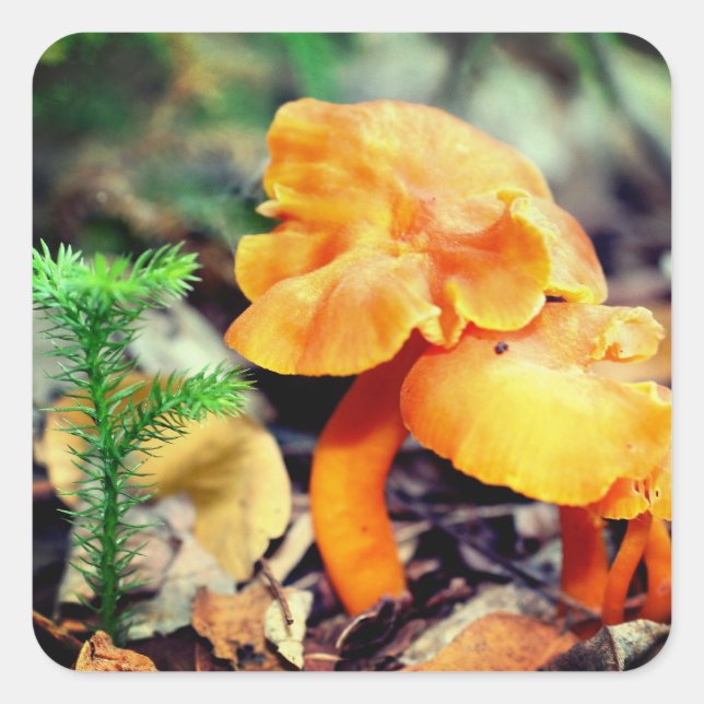 Orange Wild Mushrooms Nature  Square Sticker (Front)
