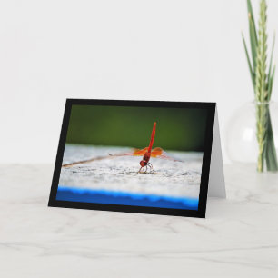 Orange-winged Dropwing Dragonfly Card