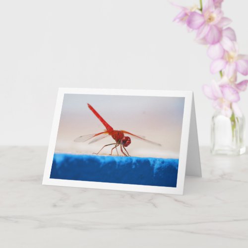 Orange_winged Dropwing Dragonfly Card