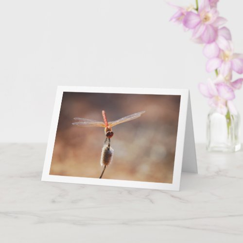 Orange_winged Dropwing Dragonfly Card