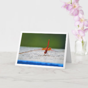 Orange-winged Dropwing Dragonfly Card