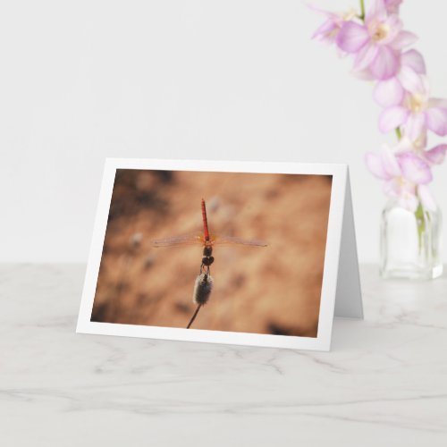 Orange_winged Dropwing Dragonfly Card