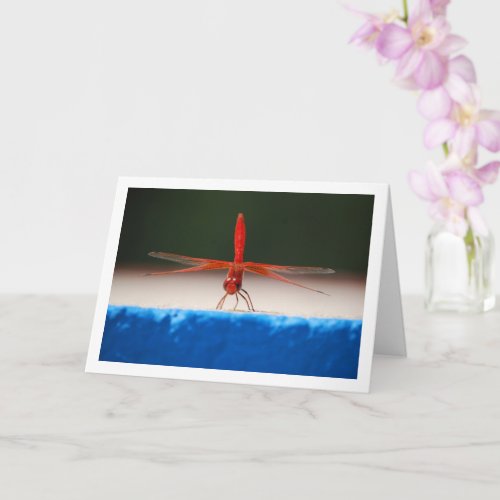 Orange_winged Dropwing Dragonfly Card