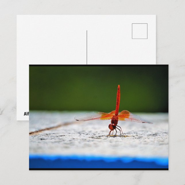 Orange-winged Dropwing Dragonfly Postcard (Front/Back)