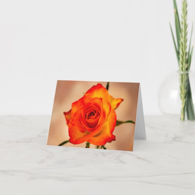 Orange with a hint of Yellow Rose Greeting card (Front)