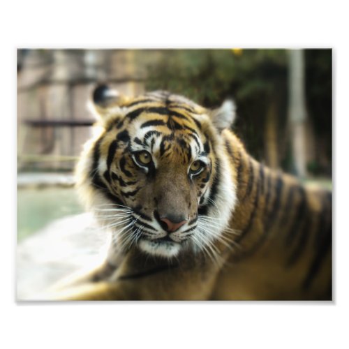 Orange with black stripes Bengal tiger photo