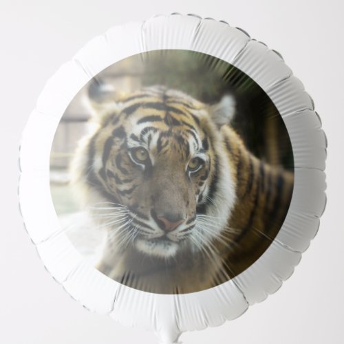 Orange with black stripes Bengal tiger photo Balloon