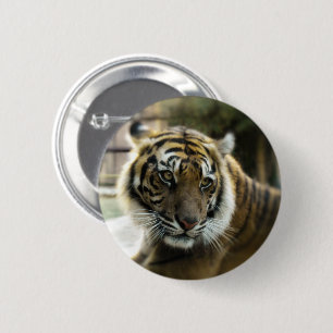 Orange with black stripes Bengal tiger photo Button