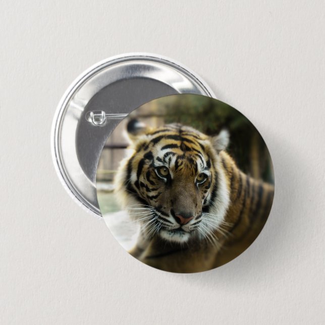 Orange with black stripes Bengal tiger photo Button (Front & Back)