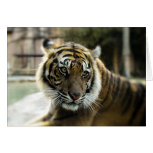 Orange with black stripes Bengal tiger photo Cards