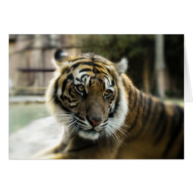 Orange with black stripes Bengal tiger photo Cards (Front Horizontal)