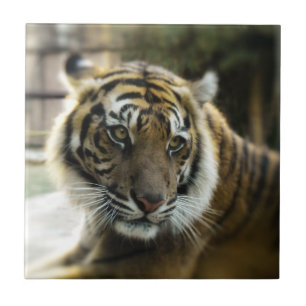 Orange with black stripes Bengal tiger photo Ceramic Tile