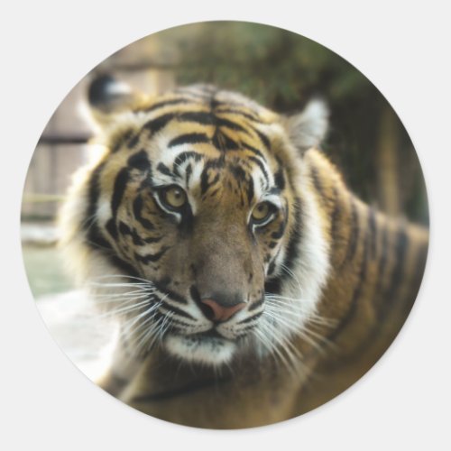 Orange with black stripes Bengal tiger photo Classic Round Sticker