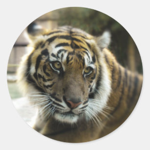 Orange with black stripes Bengal tiger photo Classic Round Sticker