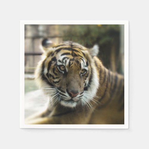 Orange with black stripes Bengal tiger photo Napkins