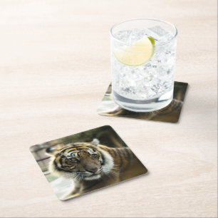 Orange with black stripes Bengal tiger photo Square Paper Coaster