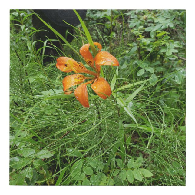 Orange woods faux canvas print (Front)