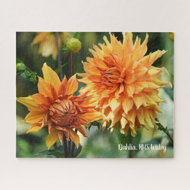 Orange & Yellow Dahlia Garden Flowers RHS Wisley Jigsaw Puzzle (Horizontal)