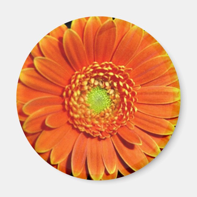 Orange Yellow Daisy Flower Magnet (Front)