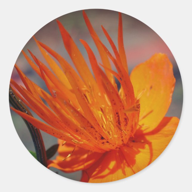 Orange Yellow Flower  Classic Round Sticker (Front)